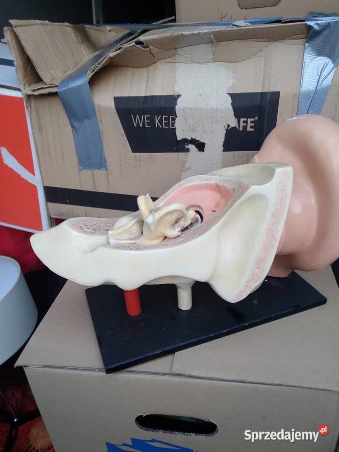 Model ucha ludzkiego anatomiczny Przedbórz