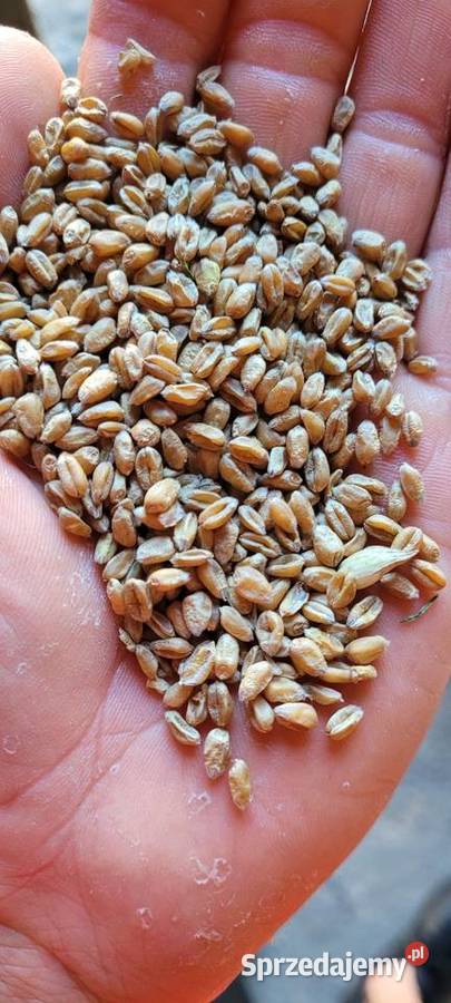 Pszenica bilanz owies bingo Poganica