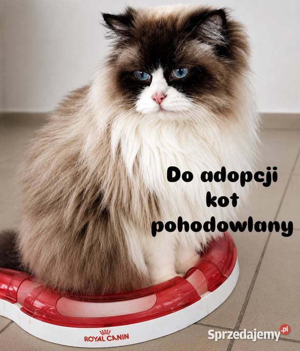 Kocur Ragdoll pohodowlany FPL Katowice