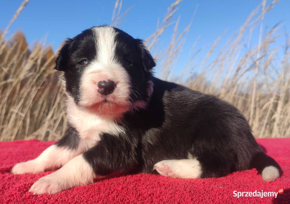Rasowa suczka BORDER COLLIE z Hodowli pełną dok Kraków sprzedam