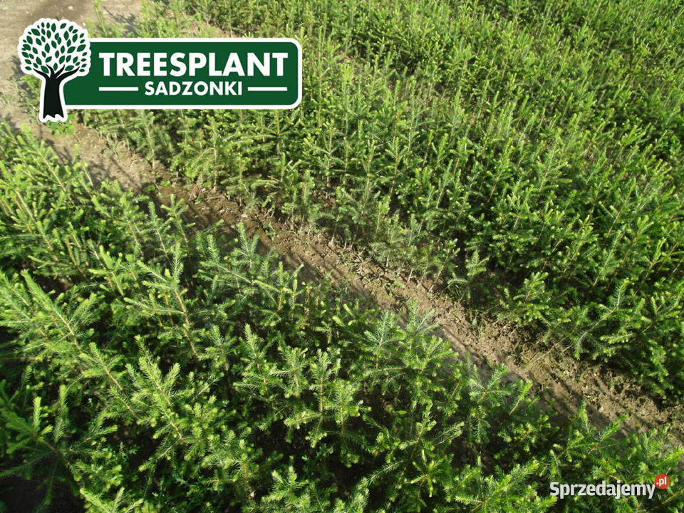 Sadzonki Świerk Pospolity Picea Abies 21 3050 Lublin