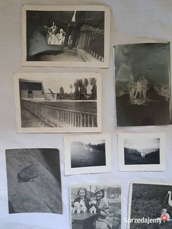 Stare fotografie 16 zwierzęta 1930 1970 do Brzesko