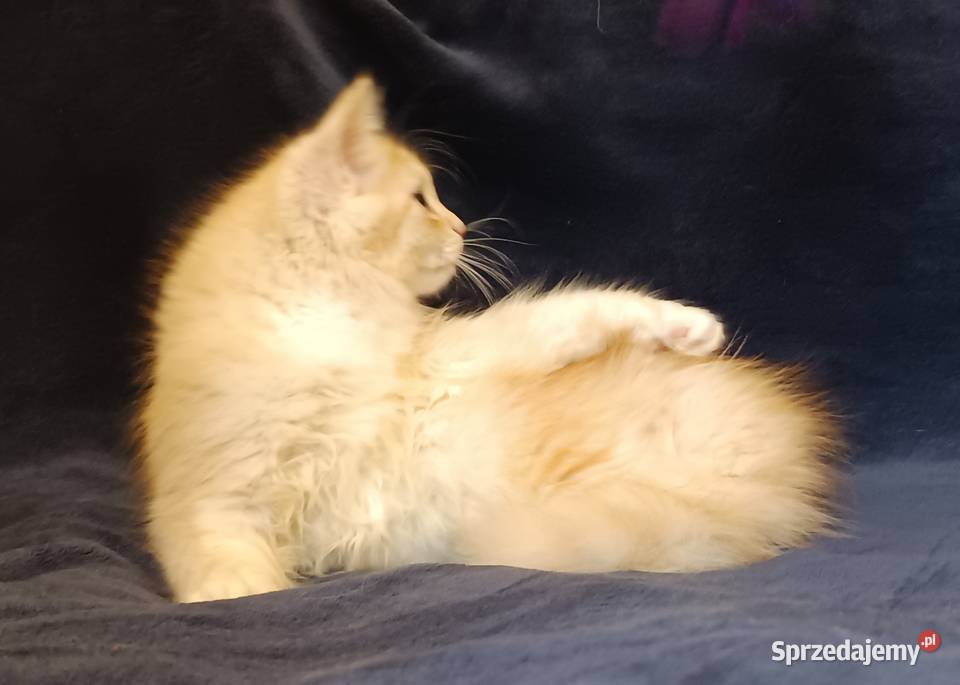 Koty Syberyjskie PICOLLO ZKolakowegoDomu Kwilcz