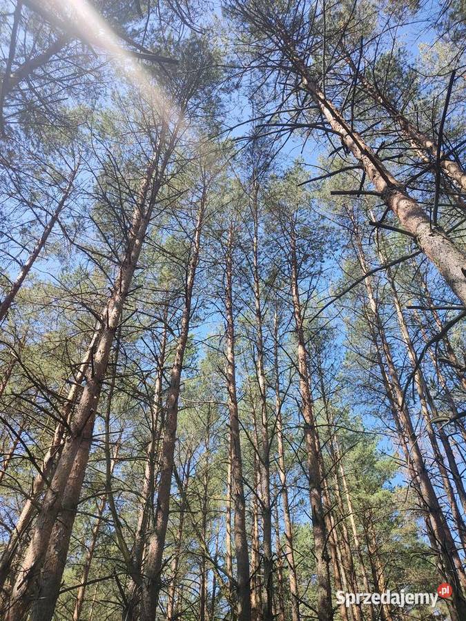 Działka Leśna Sosna 5006 m2 Łaś Toczyłowo Łaś-Toczyłowo