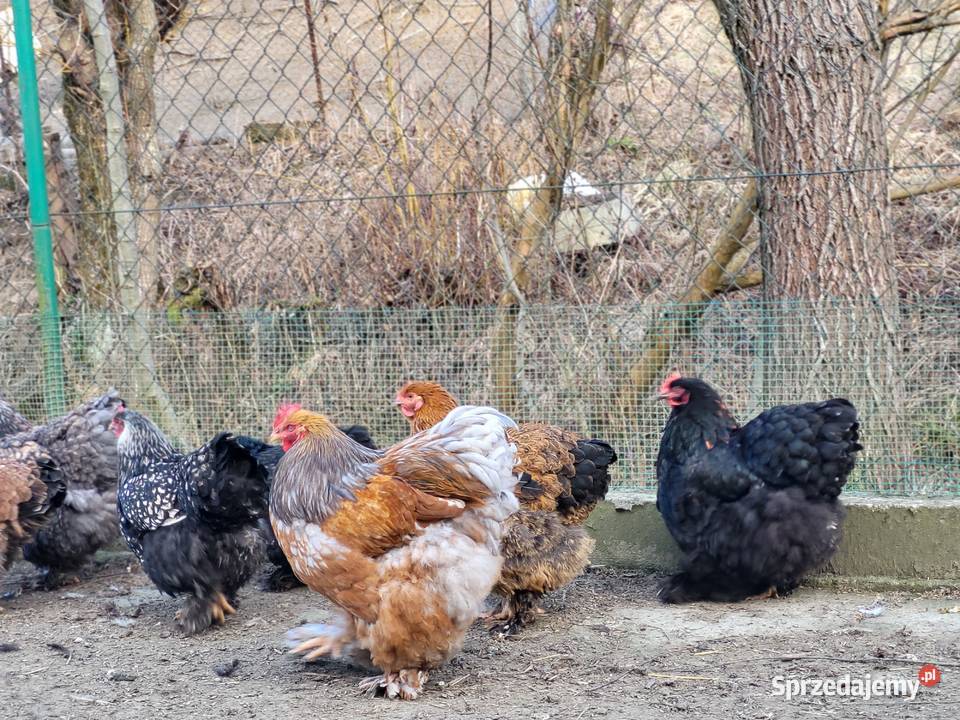Jaja lęgowe Kochin Olbrzymi Drób i ptactwo podkarpackie