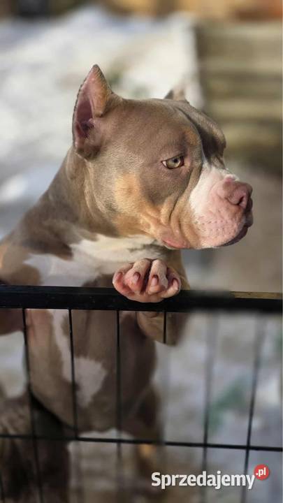 Szczeniaki American Bully Pocket małopolskie Zakopane