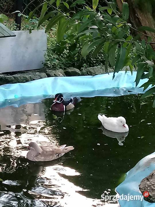 Kaczki karolinki para Skała sprzedam