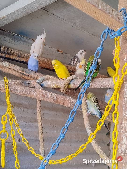 Ptaki 24 i 25 Ptaki małopolskie Łysa Góra sprzedam