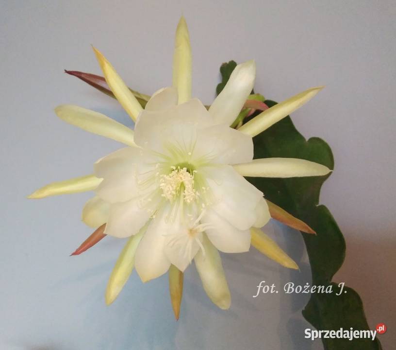 Epiphyllum epifilum kaktus MyNoid sprzedam
