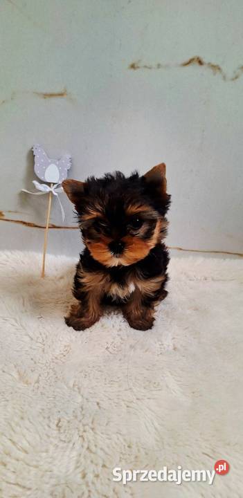 Piękna Malutka Sunia yorkshire terrier