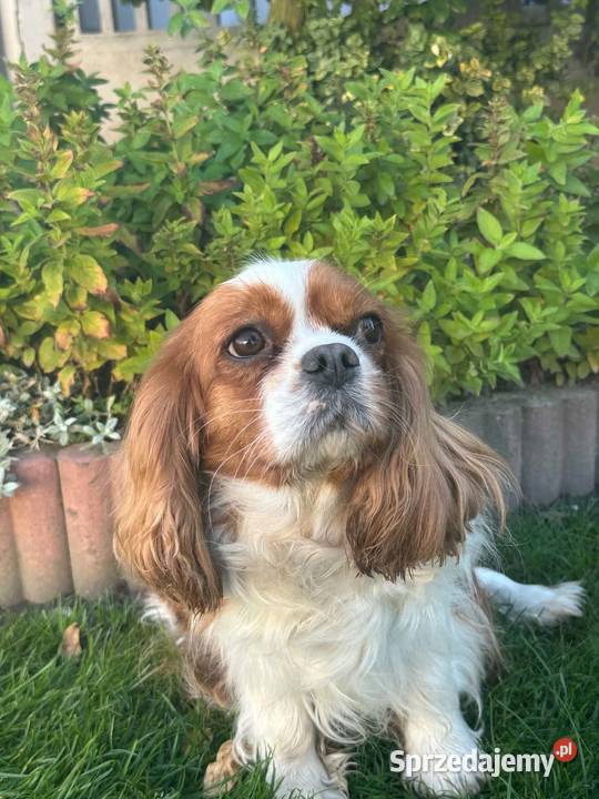Cavalier King Charles Spaniel piesek Bambi sprzedam