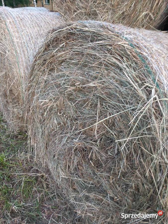 Siano w Balotach zbiór 2025 sprzedam