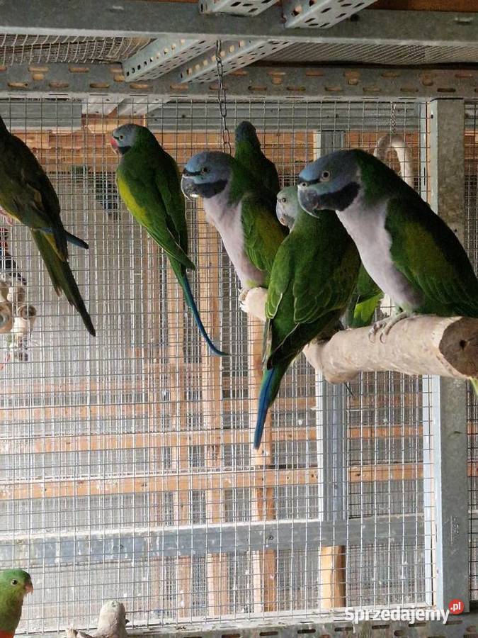 Aleksandretty Chińskie kujawsko-pomorskie Dąbrowa