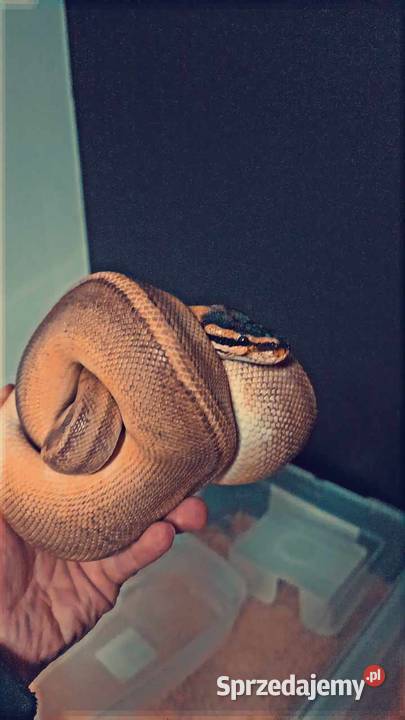 Champagne paradox head samica królewski