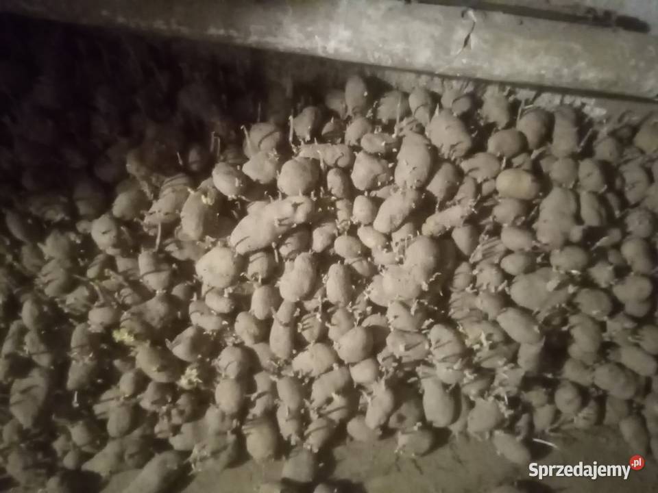 Ziemniaki paszowe duże sprzedam podkarpackie Racławówka