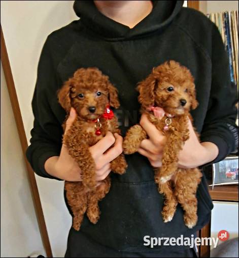 Pudel Pudelki red Pozostałe Częstochowa