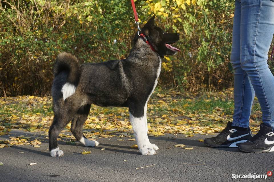 Akita Amerykańska sunie rodowodowe ZKwP FCI Strzałkowo