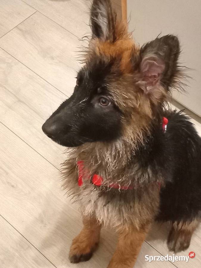 Sprzedam Owczarka Niemieckiego Długowłosy Owczarek Bydgoszcz