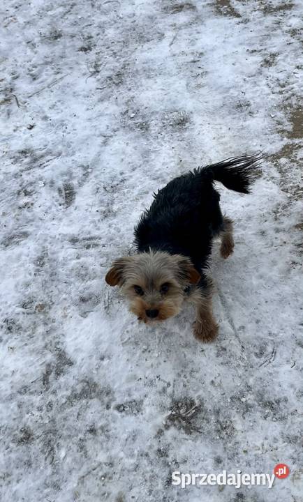 yorkshire terrier pies Skalbmierz