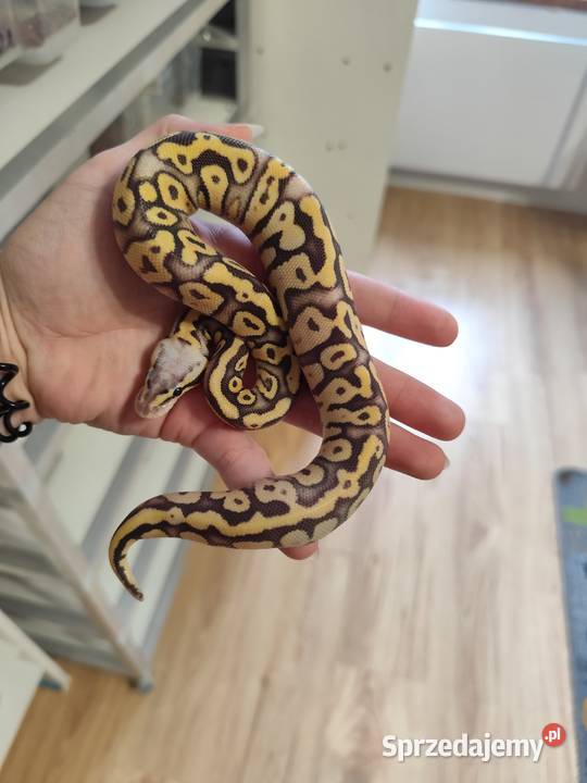 Pytony Królewskie tegoroczne maluchy Gady i płazy mazowieckie Pruszków