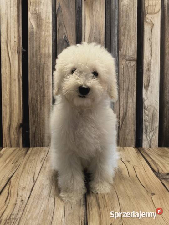 BAKUŚ Piesek Rasy PUDEL TOY o umaszczeniu białym