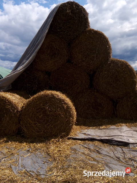Słoma sucha Bądkowo