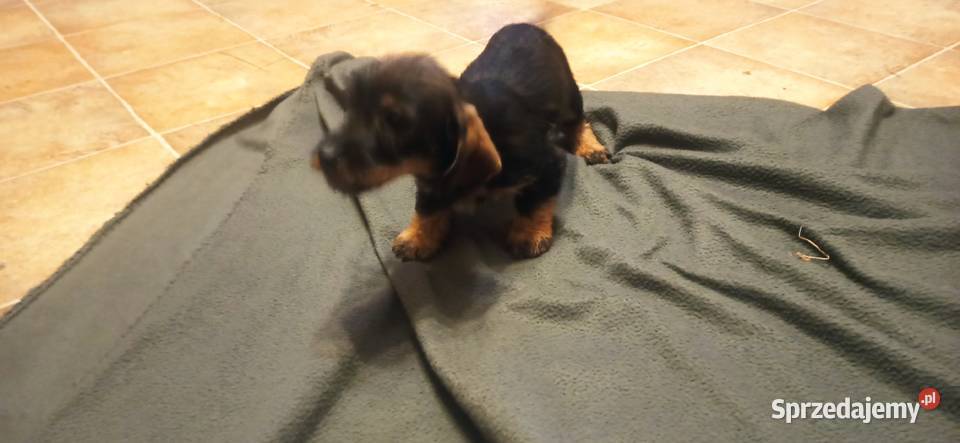 Sprzedam jamniki szorstkowłose Opatów