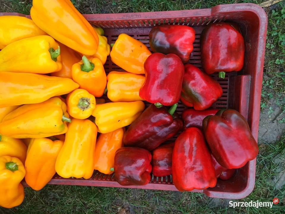 Sprzedam paprykę Chouca czerwona Turbine żółta Jarosławiec