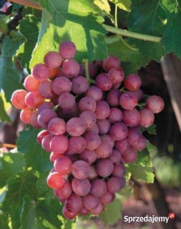 Dorosła sadzonka EINSET SEEDLESS Winorośli 18 m Łazy Brzyńskie sprzedam