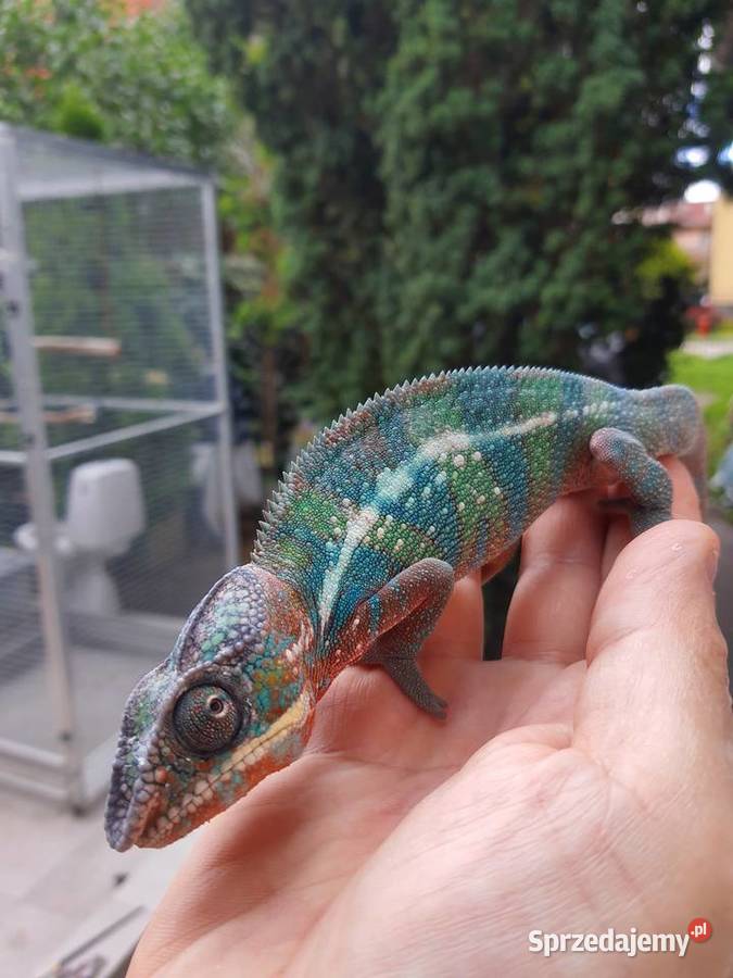 kameleon lamparci ambilobe red bar samiec Włocławek