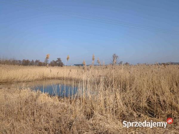 Nieruchomość gruntowa niezabudowana syndyka mazowieckie Gutków