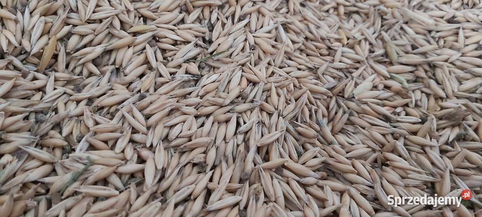 Owies zimowy 2025 Wojcieszyce