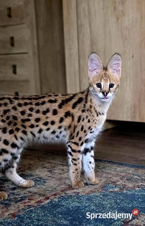 Serwal Afrykański (Leptailurus serval) - przepiękna kotka, bardzo przyjazna