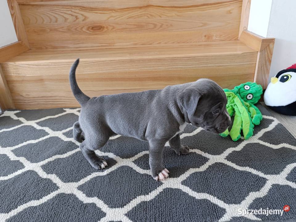 Amstaff błękitne szczenięta mazowieckie Płock