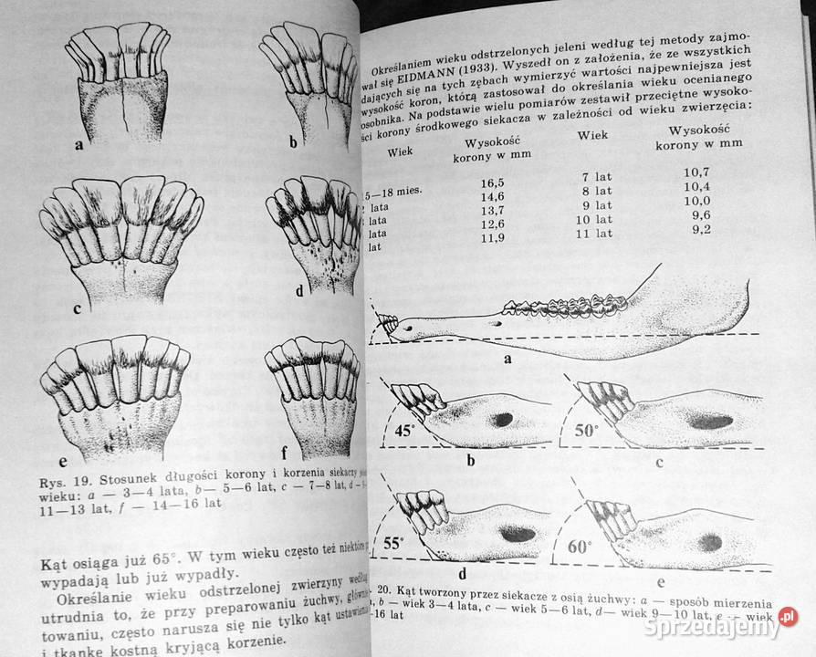 Określenie wieku zwierzyny Josef Lochman Pozostałe Chełm