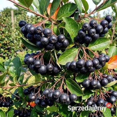 Aronia opolskie Prudnik