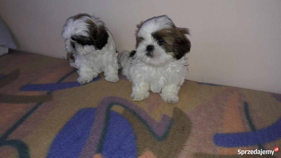 Sprzedam szczeniaki Shih tzu Zwierzęta Krosno