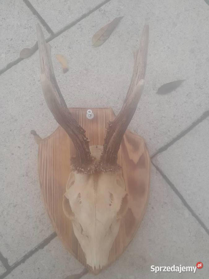 Poroże koziolka Kraśnik