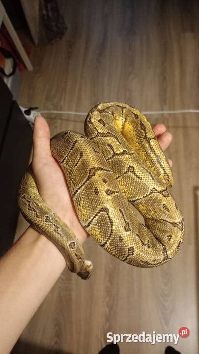 Terarium pyton królewski Gady i płazy Częstochowa