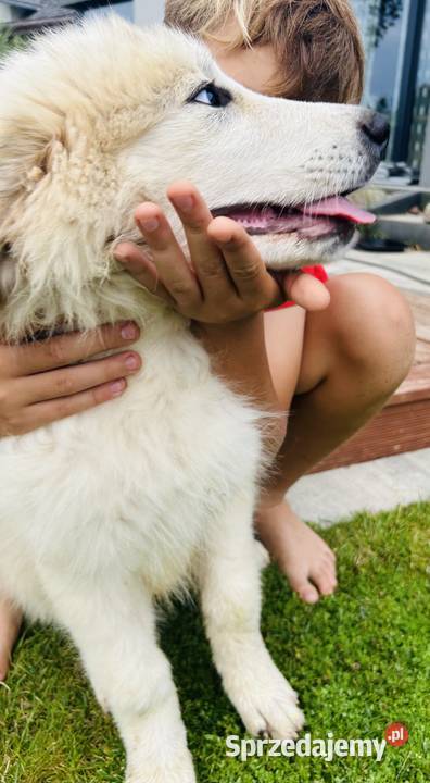 Pirenejski Pies Górski ostatnie szczenięta Murowana Goślina