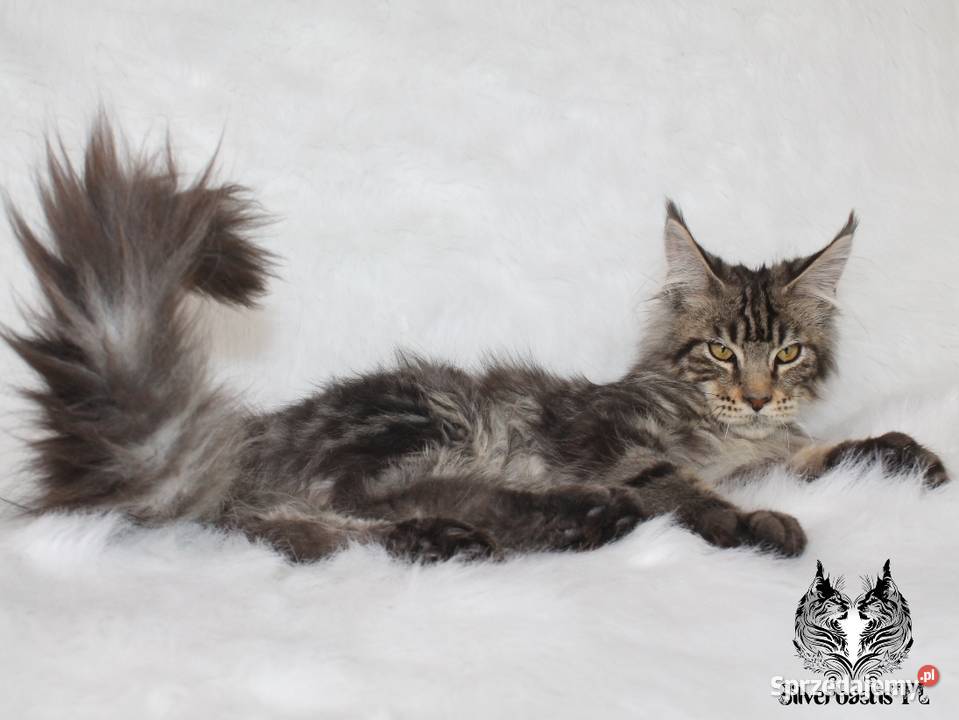 Kocurek Maine Coon od kociego behawiorysty