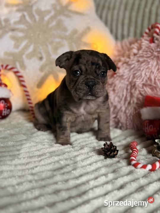 Buldog francuski do rezerwacji