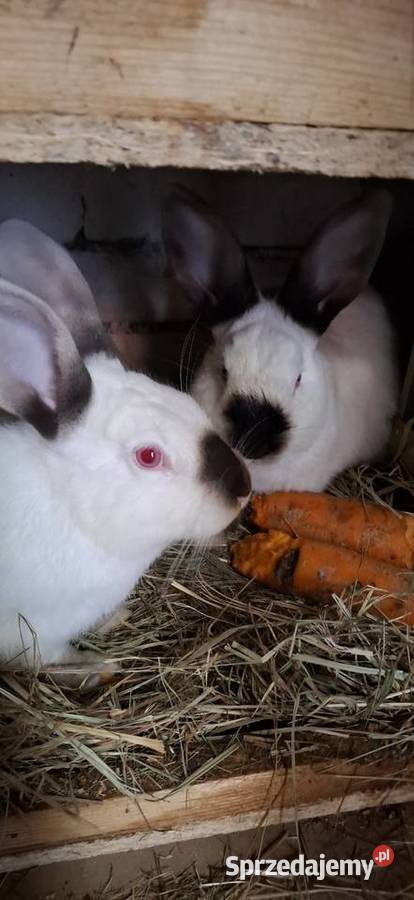 Kalifornijski samiec lubuskie Szlichtyngowa