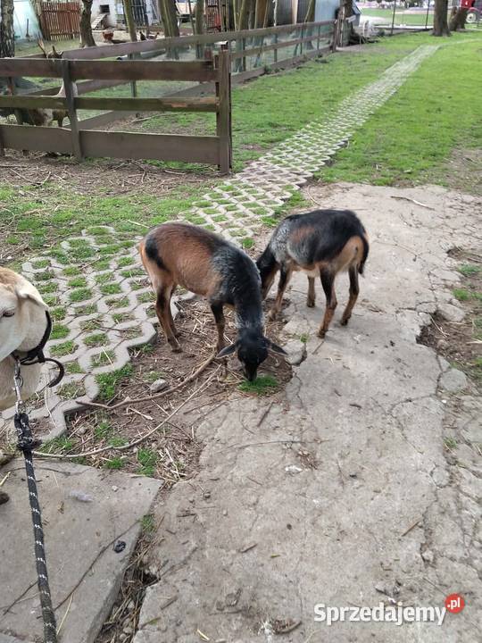 Sprzedam owce z młodym Wola Radłowska