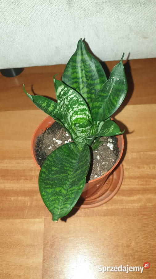 Sansewieria sansa niska sprzedam