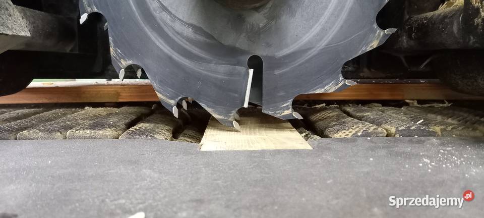 wielopiła Torwegge gąsienicowa Błotnica Strzelecka