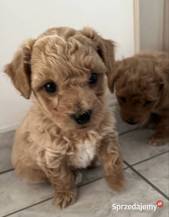 Piesek bichpoo bichon frise pudel toy nie Warszawa sprzedam