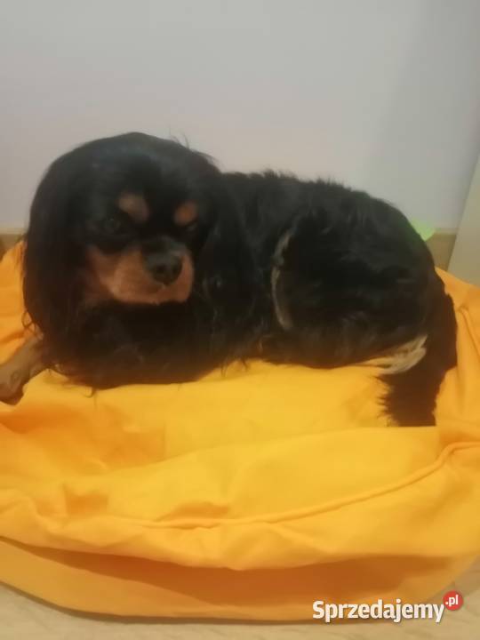 Cudowny Cavalier szuka nowej kochającej rodziny Dąbrowa Górnicza