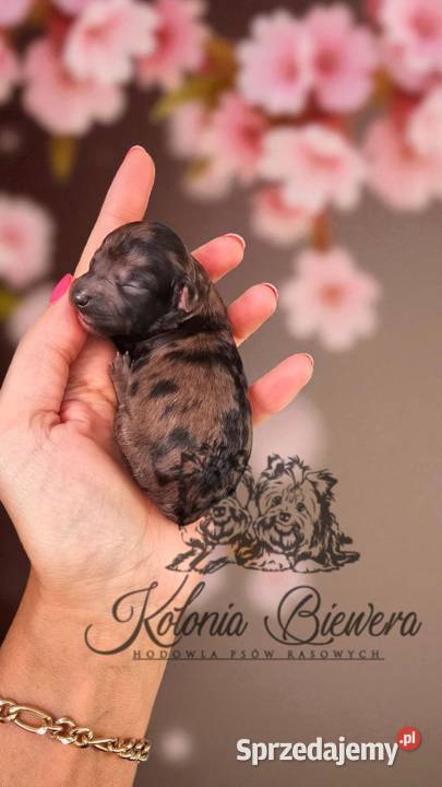 Pudel Miniaturowy piesek Merle PASZPORT Sędziejowice