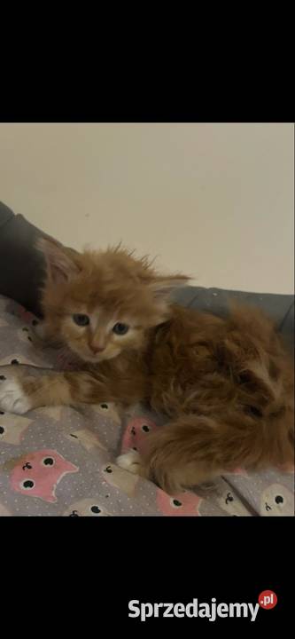 Kocurek Maine coon kujawsko-pomorskie Grudziądz